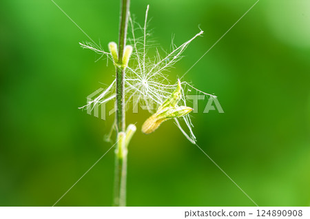 Small flowers and fluff 124890908