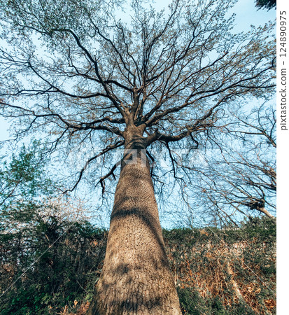 Wideview of an Old Tree Fisheye. 124890975