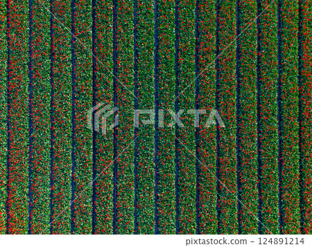 Aerial view of vibrant tulip fields in full bloom, showcasing neat rows of red, green, and subtle purple hues. A stunning example of nature symmetry and springtime beauty. 124891214