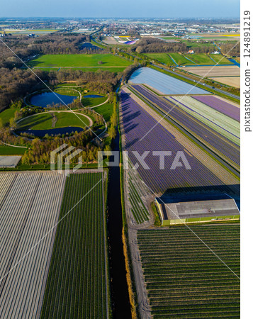 Aerial view of vibrant tulip fields in full bloom, displaying colorful rows of flowers in a rural landscape, with nearby roads, farms, and a distant town under a clear blue sky. Aerial view of vibrant tulip fields in full bloom, displaying colorful rows of flowers in a rural landscape, with nearby roads, farms, and a distant town under a clear blue sky. 124891219