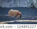 Red River Hog 124891227