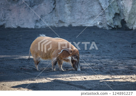 Red River Hog 124891227