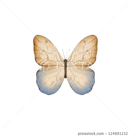 Watercolor beige and blue butterfly illustration Watercolor beige and blue butterfly illustration 124891232