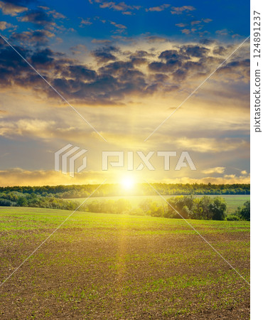 Harvested Fields and meadows landscape . Wavy country scenery at autumn sunset. 124891237