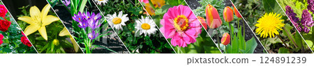 Bright garden flowers in a flowerbed. 124891239