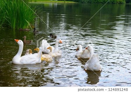 A flock of white geese with goslings A flock of white geese with goslings 124891248