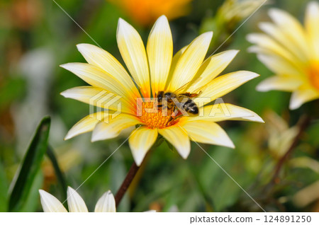 A bee collects pollen from a daisy flower. 124891250