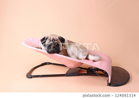 Pug is lying in child's hammock. Dog is lying in hammock or chaise longue. An animal that looks like human. Light background. Place to copy. 124891314