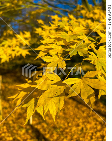 Vibrant yellow maple leaves in full bloom over a peaceful garden Vibrant yellow maple leaves in full bloom over a peaceful garden 124891401