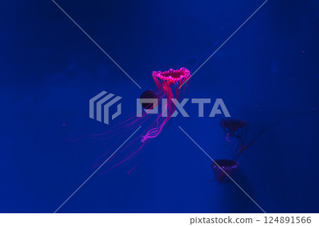 underwater photos of jellyfish chrysaora pacifica jellyfish japanese sea nettle 124891566