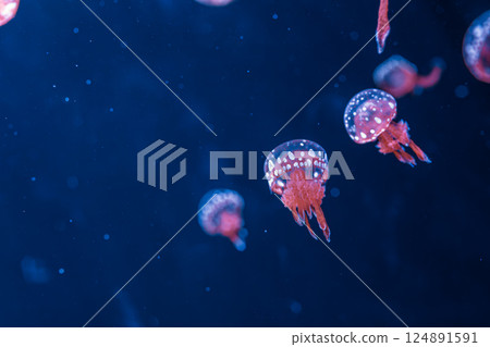 underwater photography jellyfish mastigias papua, spotted jelly, lagoon jelly, golden medusa underwater photography jellyfish mastigias papua, spotted jelly, lagoon jelly, golden medusa 124891591
