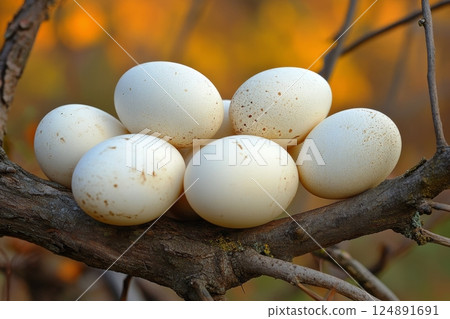 Beautiful eggs resting on a tree branch in soft natural light during springtime 124891691