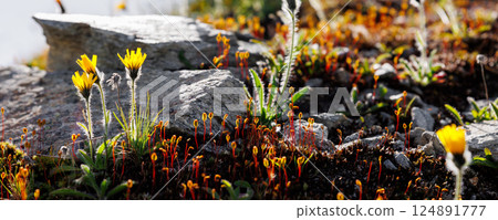 Close-up detail view alpine hawkweed blossoms glow against rugged stone alongside clusters of vivid, red-stemmed moss near sunlit outcrops. Soft warm morning sun backlight 124891777