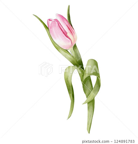 tulip pink flower Watercolor 124891783