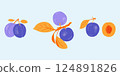Plum vector drawing set. Fruit, branch and sliced pieces. Summer food illustration for label, poster, print, menu. 124891826