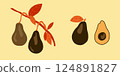 Avocado branch botanical illustration. Avocado symbols set applicable for restaurant menu or packaging, label, poster, print. 124891827