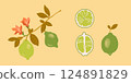 Blooming lemon tree branch with yellow citrus fruits, blossomed flowers and leaves. Plant with ripe fruitage. Modern botanical flat graphic vector illustration isolated 124891829