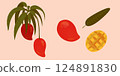 Collection of mango fruit, leaves and mango slice. Mango for menu design, brochure illustration. Can used for packaging 124891830