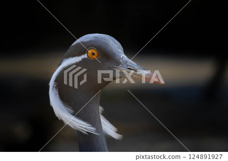 Demoiselle Crane (Grus virgo). Close up animal Demoiselle Crane (Grus virgo). Close up animal 124891927