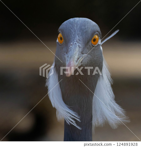 Demoiselle Crane (Grus virgo). Close up animal 124891928