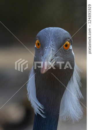 Demoiselle Crane (Grus virgo). Close up animal 124891929
