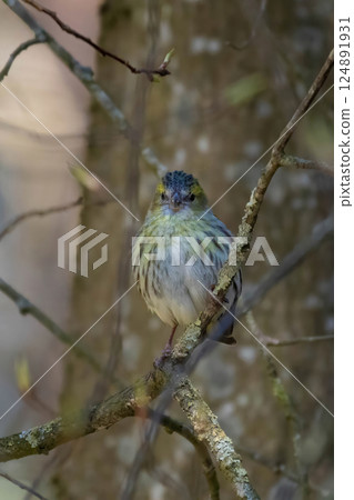 Eurasian Siskin sitting in a tree crown in the forest. 124891931