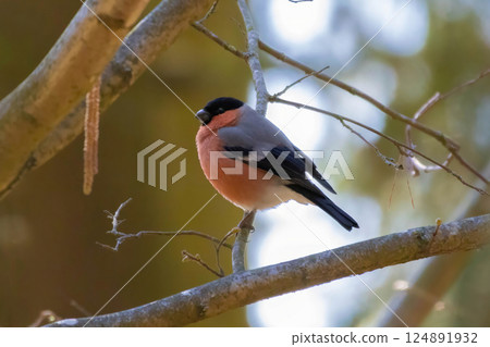 Beautiful red bird Eurasian common Bulfinch Pyrrhula Pyrrhula 124891932