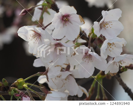 Cherry trees wet with rain 124891940