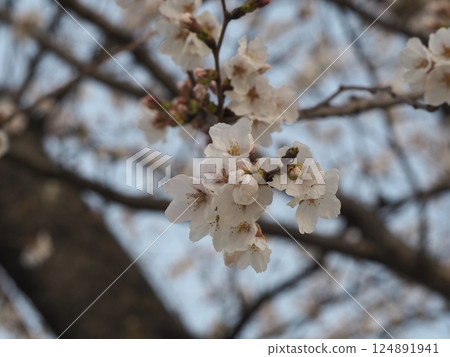 Scenery with cherry blossoms 124891941