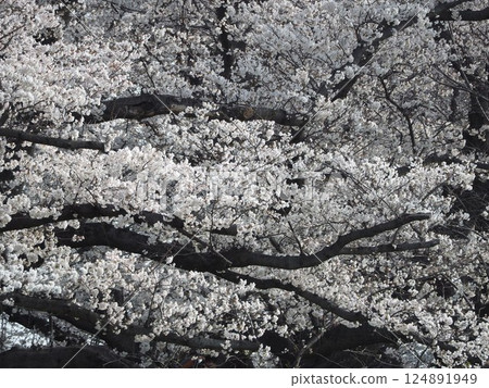 沐浴在春天陽光下的櫻花 沐浴在春天陽光下的櫻花 124891949