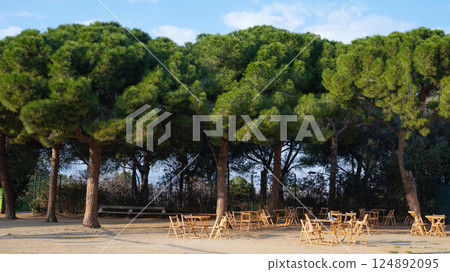 Peaceful outdoor seating area under lush pine trees in sunny park 124892095