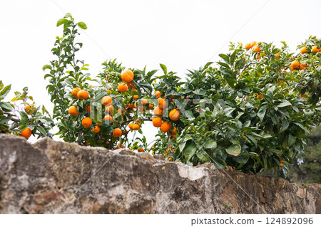 Lush orange trees laden with fruit over a rustic stone wall on a cloudy day 124892096
