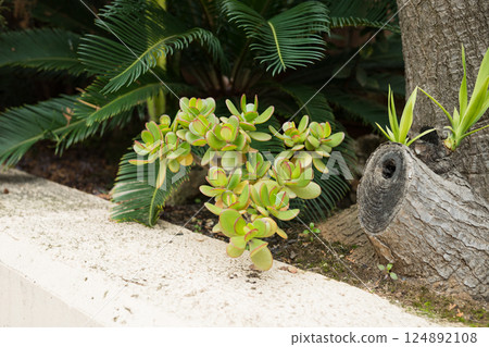 Lush jade plant by tree in garden setting Lush jade plant by tree in garden setting 124892108