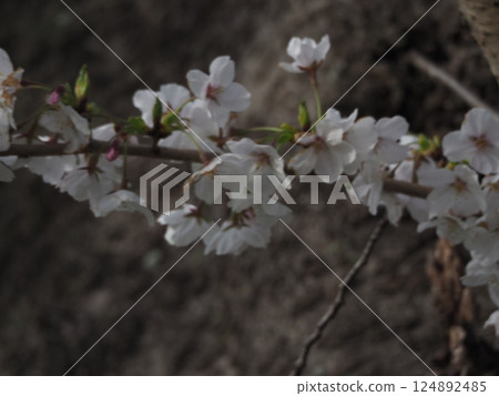 櫻花和豆芽 124892485