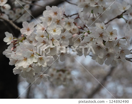 櫻花盛開 124892490