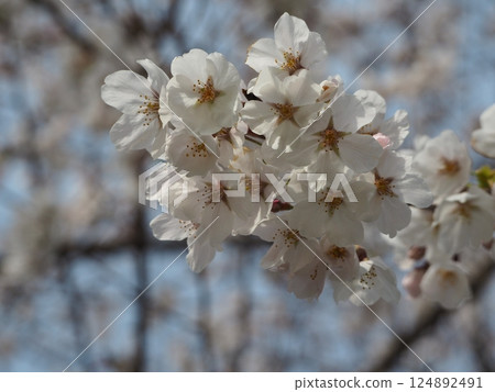櫻花 櫻花 124892491
