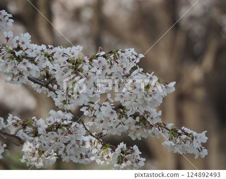 White cherry tree White cherry tree 124892493