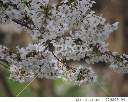 cherry blossoms bloomed cherry blossoms bloomed 124892494