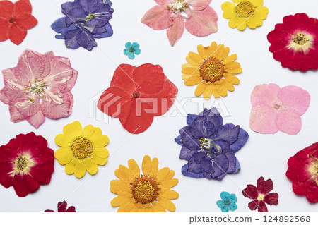 Herbarium, dry plants on a white background. Flowers, leaves, inflorescences, petals. 124892568