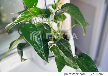 A small exotic houseplant epipremnum pinnatum White with narrow leaves in a white flower pot on the windowsill against the background of the window. High quality photo A small exotic houseplant epipremnum pinnatum White with narrow leaves in a white flower pot on the windowsill against the background of the window. High quality photo 124892825