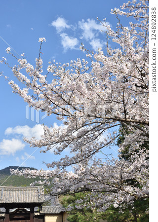 Zuishin-in Temple: Cherry blossoms in full bloom and Yakuimon Gate (Yamashina Ward, Kyoto City) 124892838