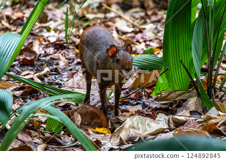 The red-rumped agouti at Belem,Brazil. Dasyprocta leporina, also known as the Brazilian agouti 124892845