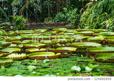 Amazonian lily in water, the largest aquatic plant in the world in Belem do Para, Brazil 124892850