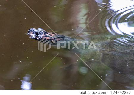The Arrau turtle, Podocnemis expansa is the largest of the side-neck turtles in Latin America. Seen at Belem in Brazil The Arrau turtle, Podocnemis expansa is the largest of the side-neck turtles in Latin America. Seen at Belem in Brazil 124892852