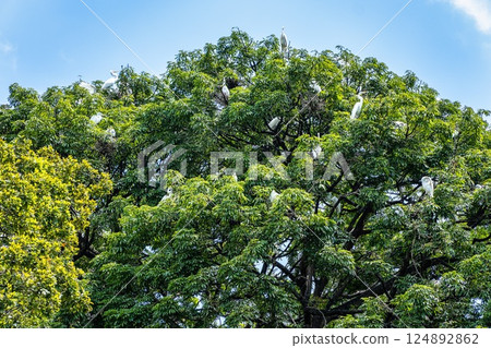 Praca Batista Campos in the city of Belem, in the state of Para, Brazil. Praca Batista Campos in the city of Belem, in the state of Para, Brazil. 124892862
