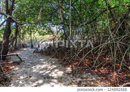 Barra velha beach at Soure, Marajo in Para, Brazil. Beautiful beach and mangrove trees with their great crooked roots Barra velha beach at Soure, Marajo in Para, Brazil. Beautiful beach and mangrove trees with their great crooked roots 124892888