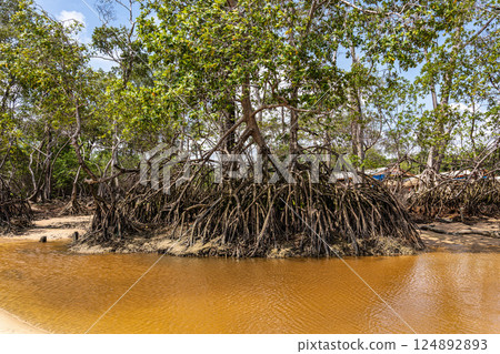 Barra velha beach at Soure, Marajo in Para, Brazil. Beautiful beach and mangrove trees with their great crooked roots Barra velha beach at Soure, Marajo in Para, Brazil. Beautiful beach and mangrove trees with their great crooked roots 124892893