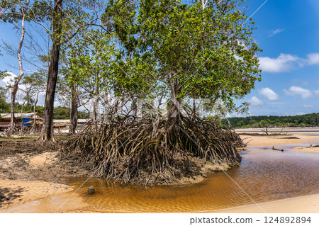 Barra velha beach at Soure, Marajo in Para, Brazil. Beautiful beach and mangrove trees with their great crooked roots Barra velha beach at Soure, Marajo in Para, Brazil. Beautiful beach and mangrove trees with their great crooked roots 124892894