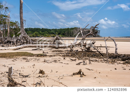 Barra velha beach at Soure, Marajo in Para, Brazil. Beautiful beach and mangrove trees with their great crooked roots Barra velha beach at Soure, Marajo in Para, Brazil. Beautiful beach and mangrove trees with their great crooked roots 124892896