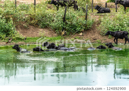 Wild Water Buffalos at Soure on Marajo Island in Brazil Wild Water Buffalos at Soure on Marajo Island in Brazil 124892900